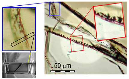 Forr�s: McKay et al. 2006 nyom�n