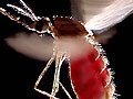 Forr�s: Hugh Sturrock/Wellcome Photo Library
