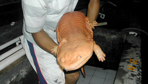 Forr�s: International Cooperation Network for Giant Salamander Conservation