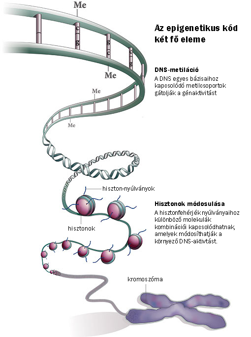 Forrás: embryology.med.unsw.edu.au