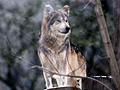 Forr�s: AFP