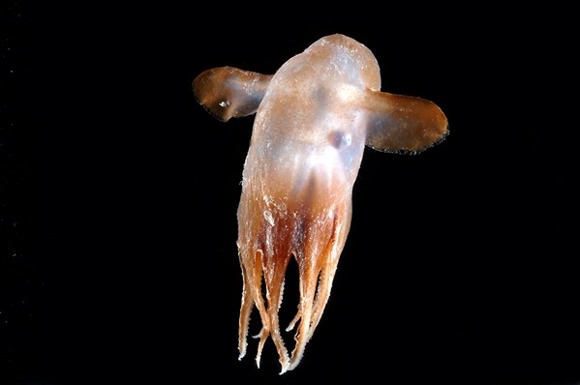 ForrA!s: Census of Marine Life ForrA!s: Census of Marine Life
