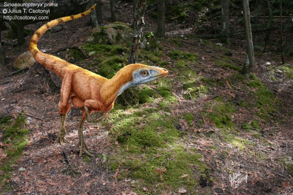 Forr�s: Julius T. Csotonyi