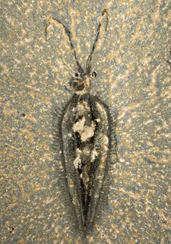 Forrás: Jean-Bernard Caron/Nature Forrás: Jean-Bernard Caron/Nature