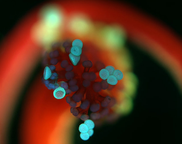 Forrás: Nikon Small World/Márkus Róbert Forrás: Nikon Small World/Márkus Róbert