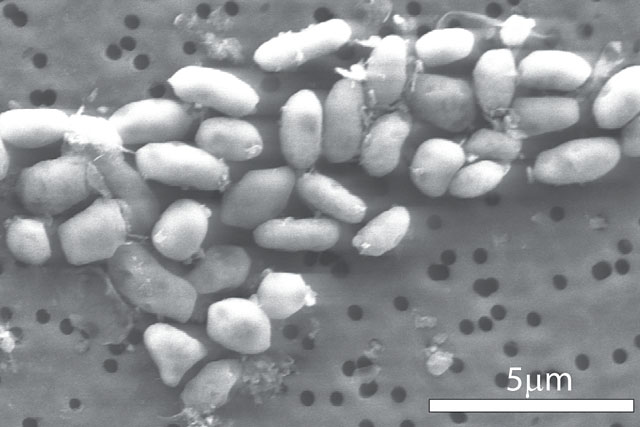 Forr�s: Science/AAAS