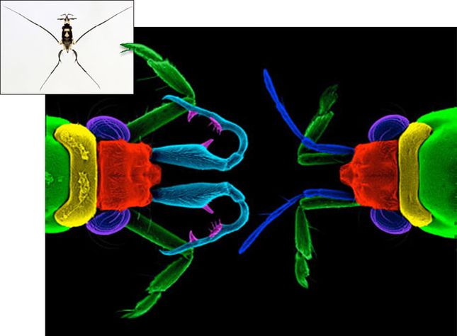 Science/AAAS Science/AAAS