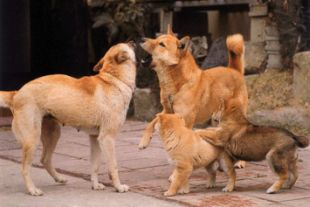 Forr�s: Im In Hak/www.jindos.com